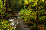 McDowell Creek, Autumn Study #2