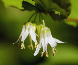 Fairy Bells