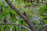 Plain Brown Woodcreeper