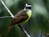 Great Kiskadee