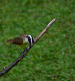 Great Kiskadee