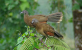 Grey Headed Chachalaca