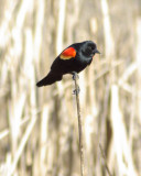  Red-wing Blackbird