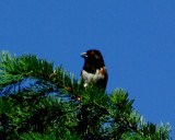 Spotted Towhee