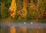 Trumpeter Swans 1202