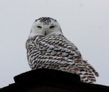 Snowy Owl 2008 #1 (Immature Female)