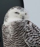 Snowy Owl 2008 #1 (Immature Female)