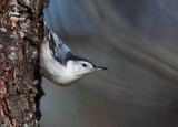 White-breasted Nuthatch 3323