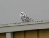 Snowy Owl in Stevens Point by Ted Keyel
