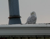 Snowy Owl in Stevens Point by Ted Keyel