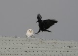 Snowy Owl in Stevens Point by Ted Keyel