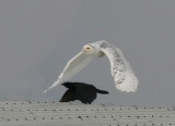 Snowy Owl in Stevens Point by Ted Keyel
