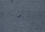 Pacific Loon 2561