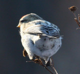 Hoary Redpolls