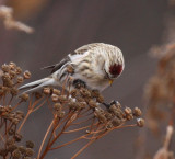 Redpoll_4963