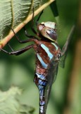Lance-tipped Darner (A. constricta) - Male