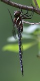 Black-tipped Darner (A. tuberculifera) - Male