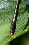 Lilypad Clubtail (A. furcifer) - Male