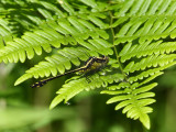 Black-shouldered Spinyleg (D. spinosus) - Male