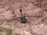 Midland Clubtail (G. fraternus) - Male