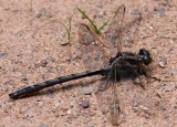 Dusky Clubtail (G. spicatus) - Male