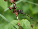 Arrowhead Spiketail (C. obliqua) - Male