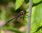 American Emerald (C. shurtleffi) - male