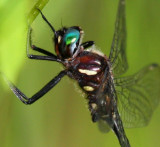 Ski-tailed Emerald (S. elongata) - male