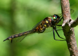 Ocellated Emerald (S. minor) - female