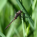 Beaverpond Baskettail (T. canis) - male