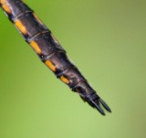 Spiny Baskettail (T. spinigera) - female