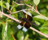 Widow Skimmer (L. luctuosa) - male