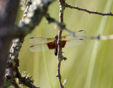 Widow Skimmer (L. luctuosa) - female