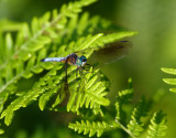 Blue Dasher (P. longipennis) - male