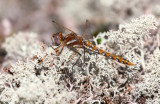 Variegated Meadowhawk (S. corruptum) - female