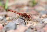 Variegated Meadowhawk (S. corruptum) - male