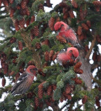 White-winged Crossbills 6476