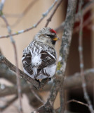 Hoary Redpoll 7730