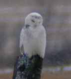 Snowy Owl (imm male)