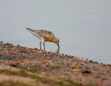 Red Knot 2232