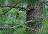 Rufous Hummingbird 9249