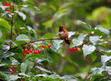 Rufous Hummingbird 9328