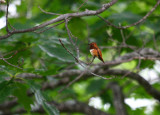 Rufous Hummingbird 9245