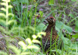 Spruce Grouse 3439