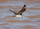 Parasitic Jaeger 2139