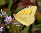 Orange Sulphur 3143