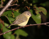 Philadelphia Vireo 2925