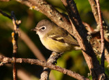 Blue-headed Vireo 2901