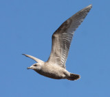 Thayers Gull 3853