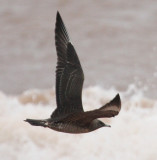 Parasitic Jaeger 4281